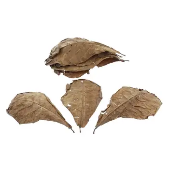 Листья индийского миндаля из катаппы премиум-класса Средний размер 10 листьев 26x15 см